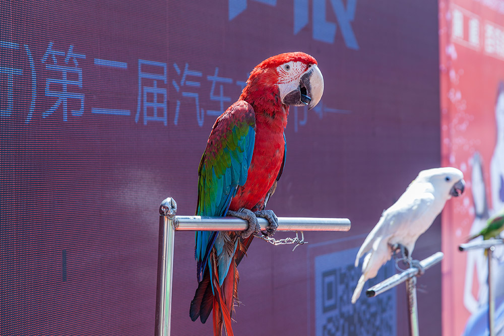 【車展第一天】遇到那個TA，放棄蘋果8......